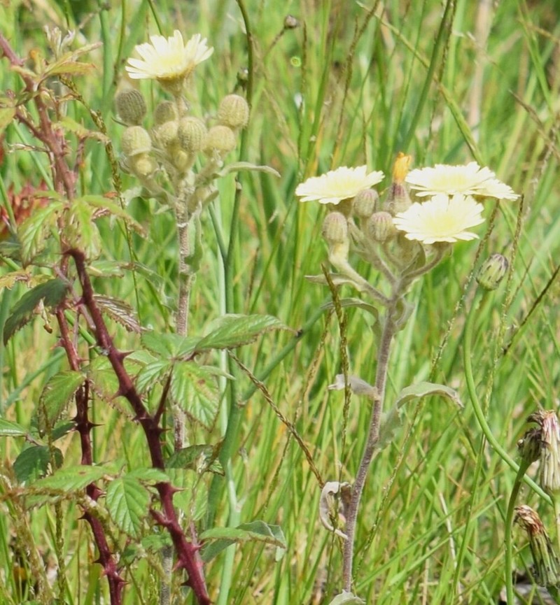 Andryala integrifolia photo 6