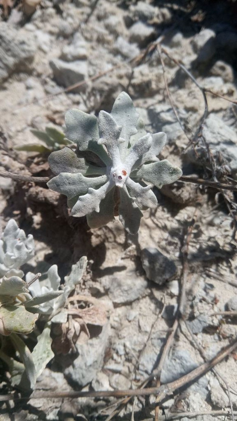 Andryala maroccana