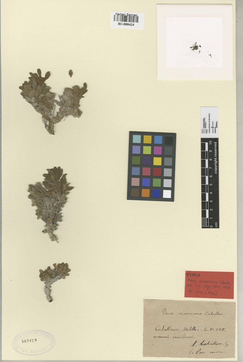 Andryala maroccana photo 4
