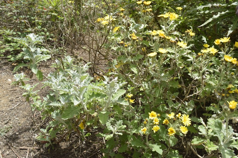 Andryala pinnatifida