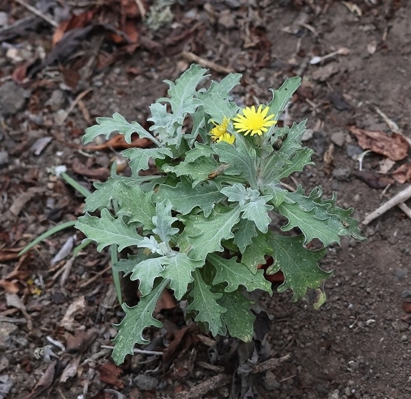 Andryala pinnatifida photo 2