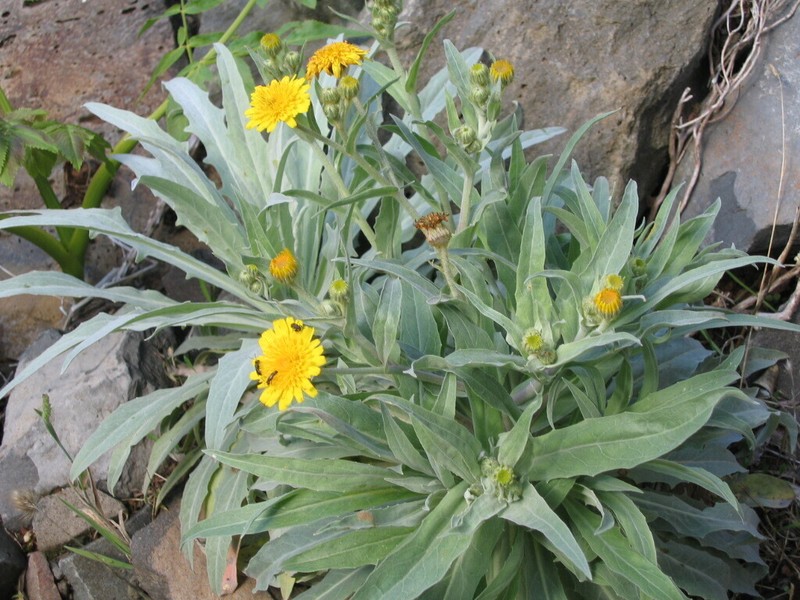 Andryala subglabrata photo 3