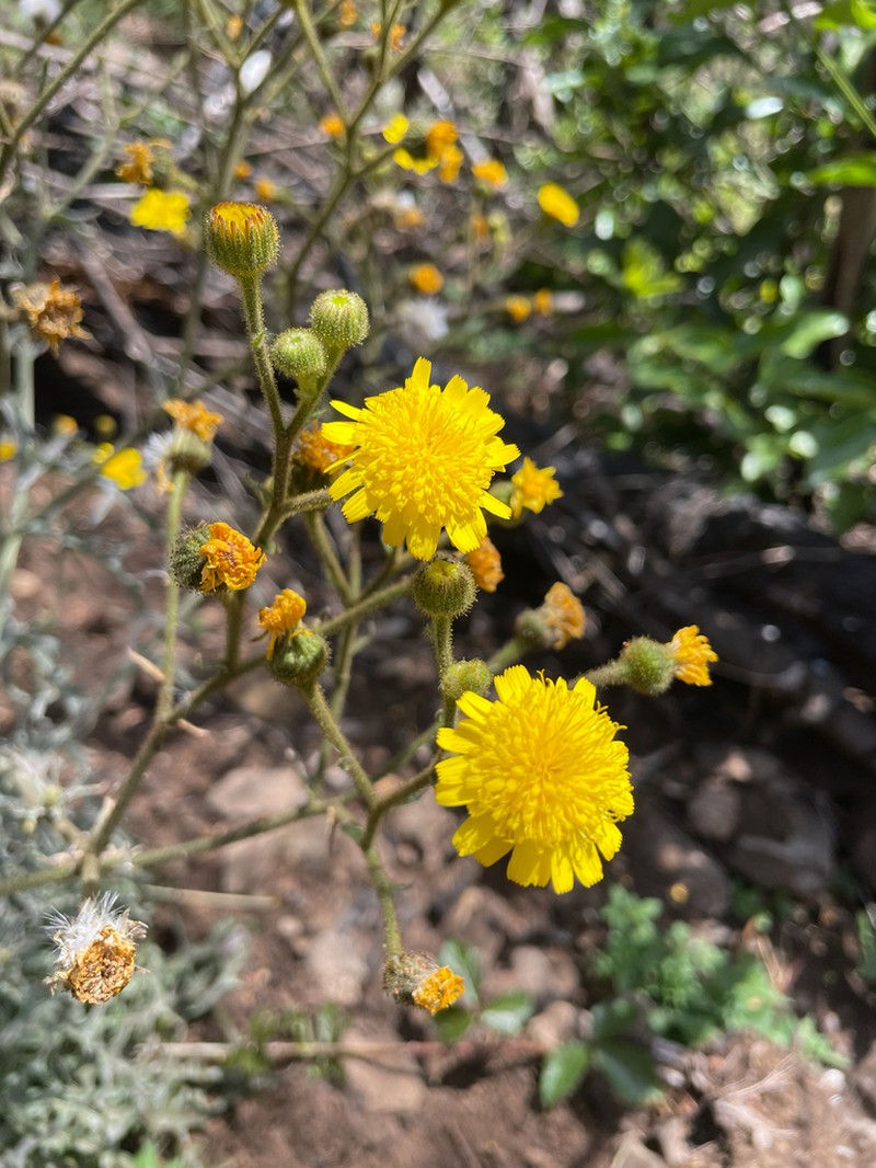 Andryala subglabrata photo 5