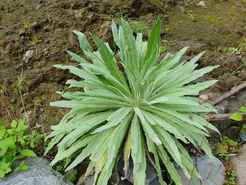 Andryala subglabrata photo 7