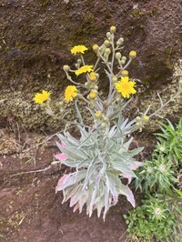 Andryala subglabrata