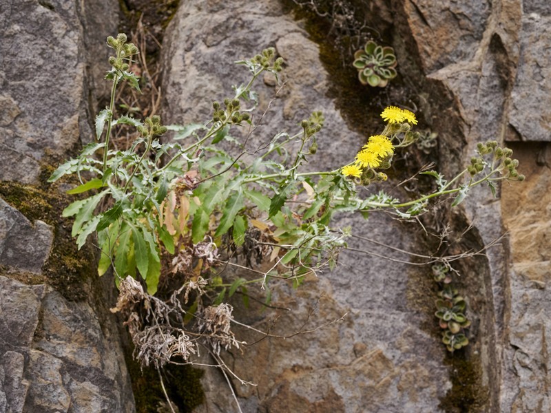 Andryala webbii