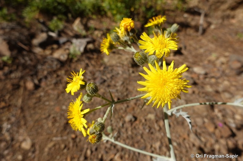 Andryala webbii photo 2