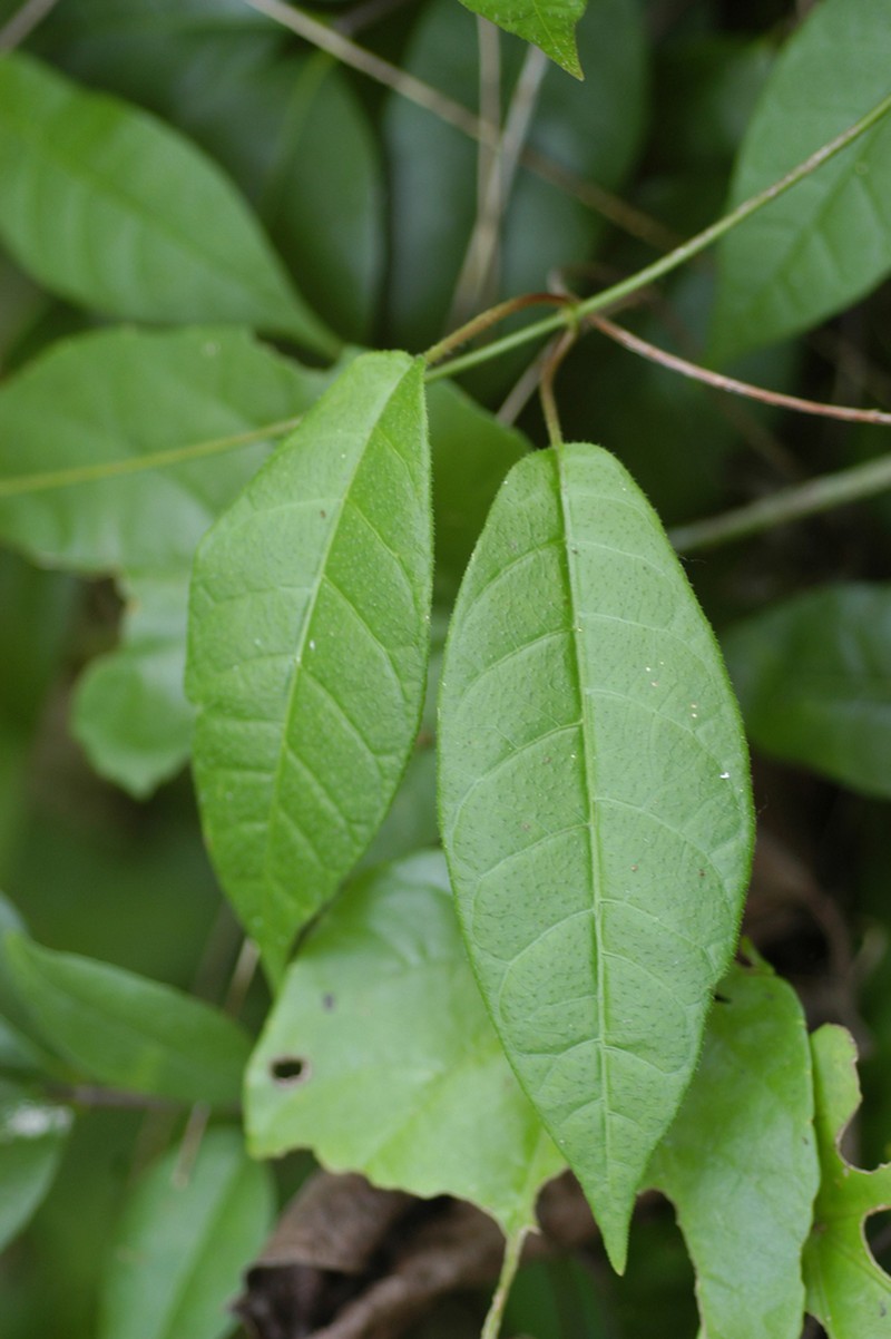 Natal Plum photo 2