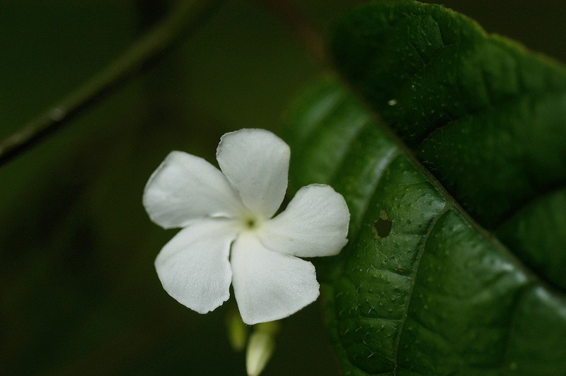 Natal Plum photo 3