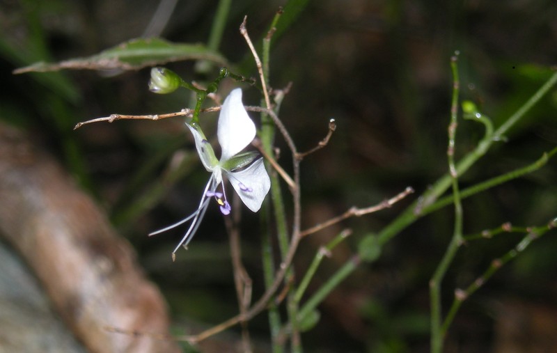 Aneilema acuminatum