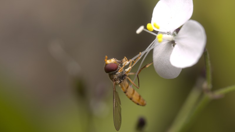 Aneilema acuminatum photo 2