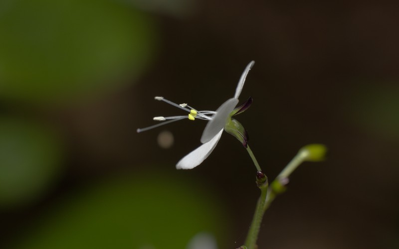 Aneilema acuminatum photo 3
