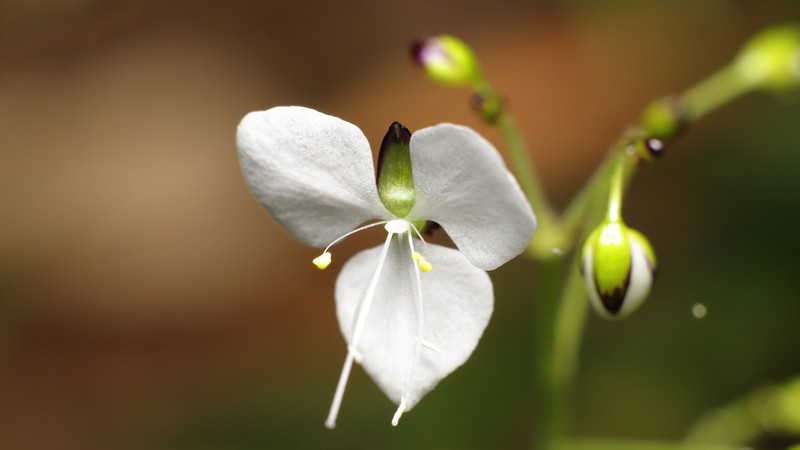Aneilema acuminatum photo 4