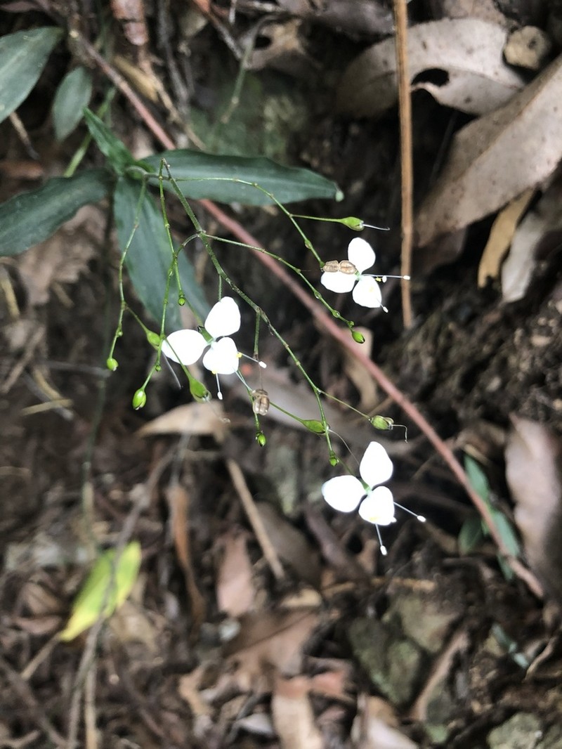Aneilema acuminatum photo 5