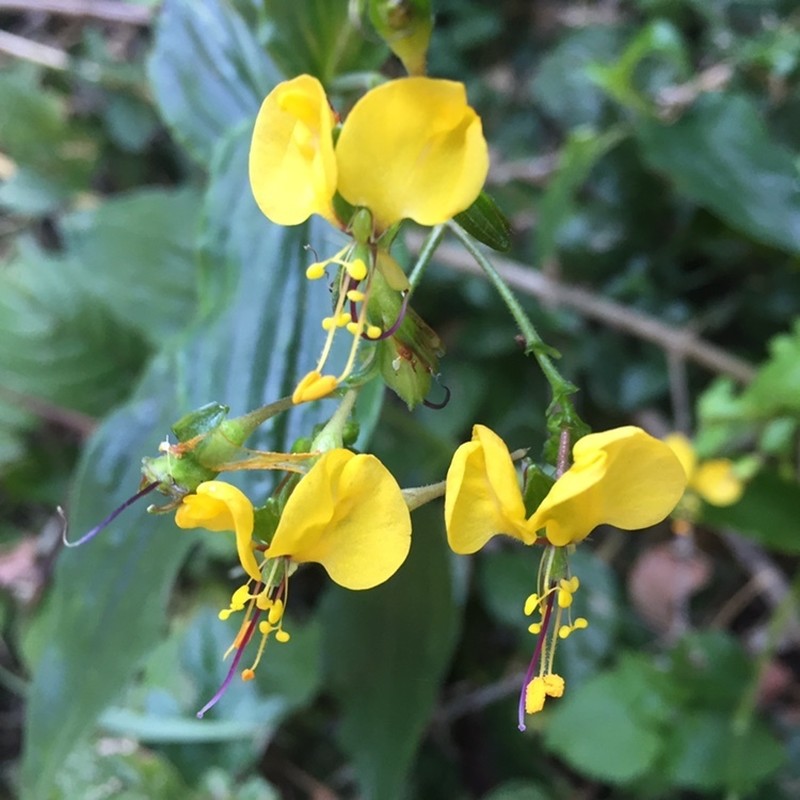 Aneilema aequinoctiale photo 2
