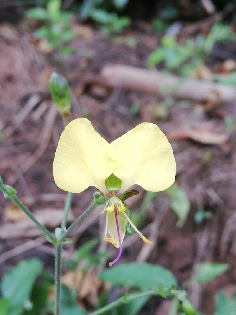Aneilema aequinoctiale photo 3