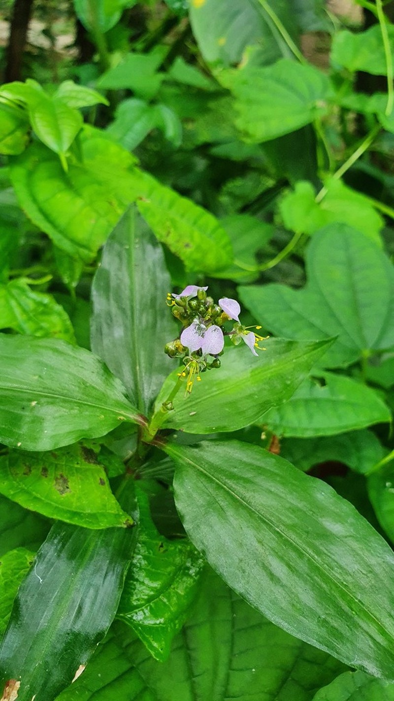 Aneilema beniniense