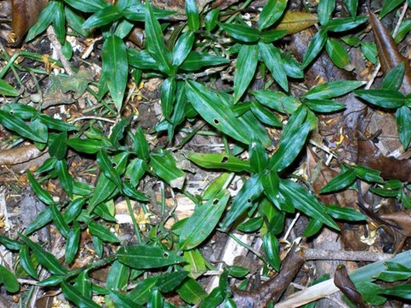 Aneilema biflorum