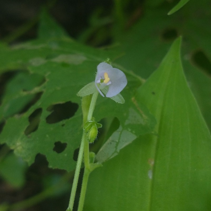 Aneilema brasiliense