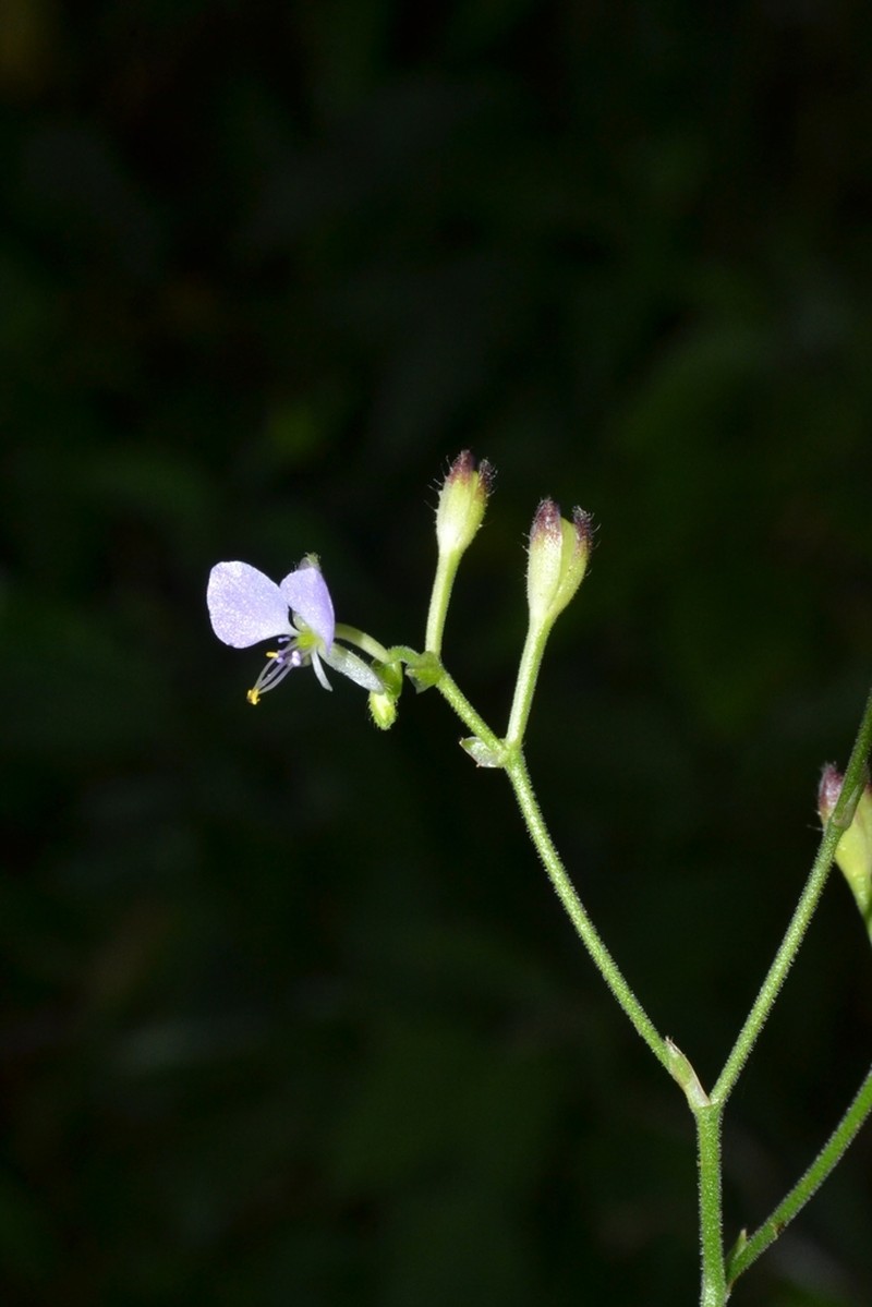 Aneilema brasiliense photo 3