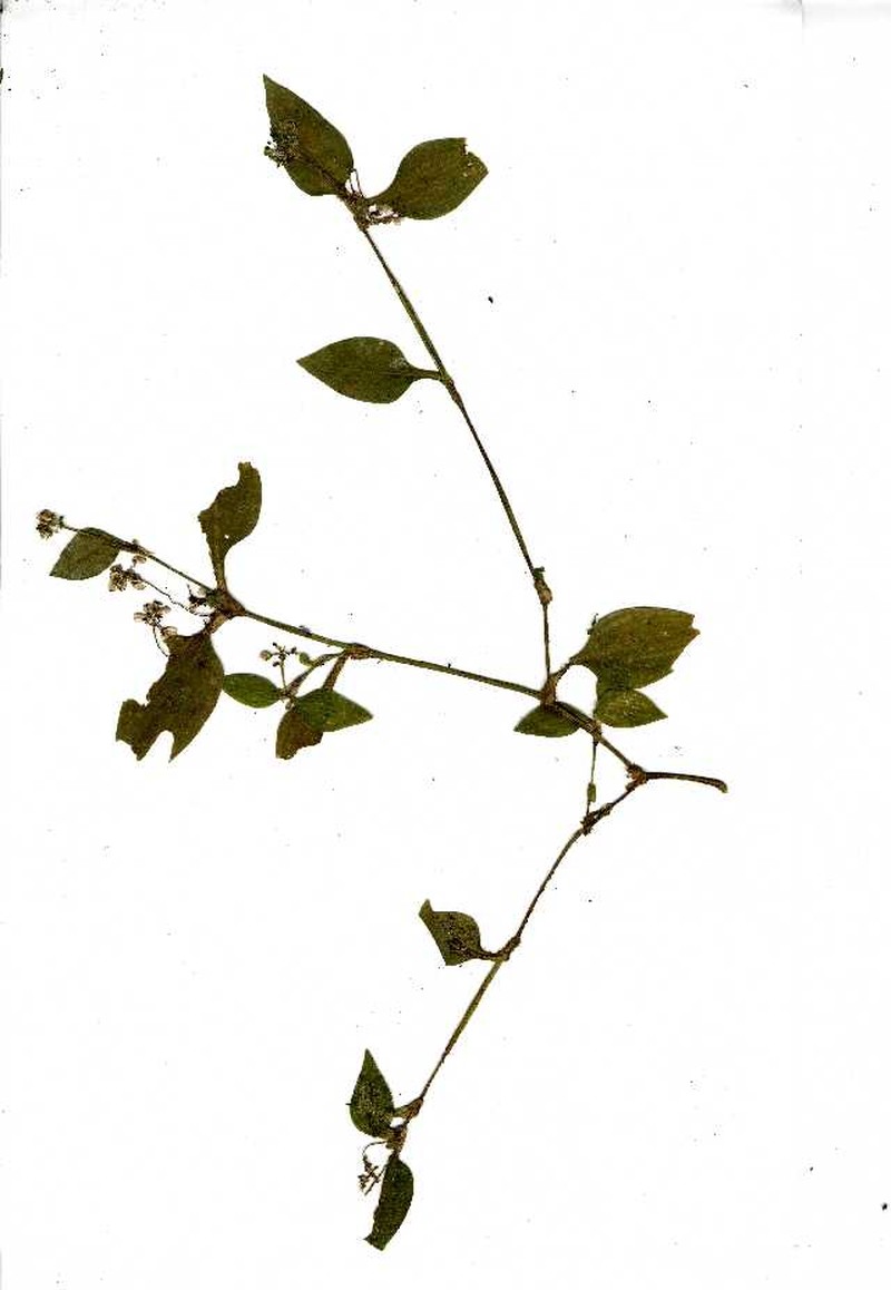 Aneilema brunneospermum