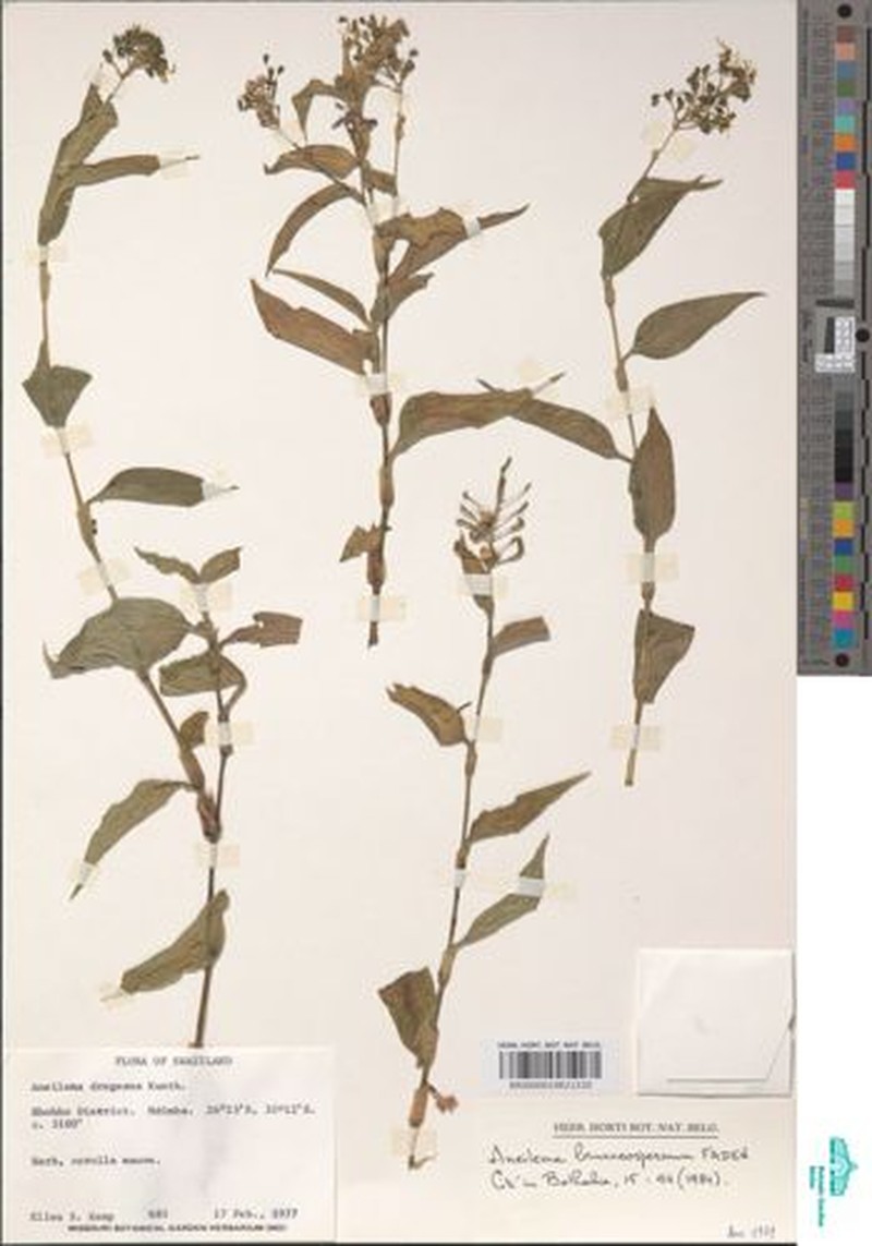 Aneilema brunneospermum photo 2