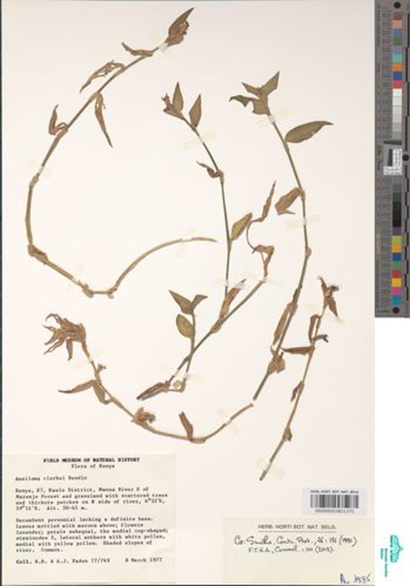 Aneilema clarkei