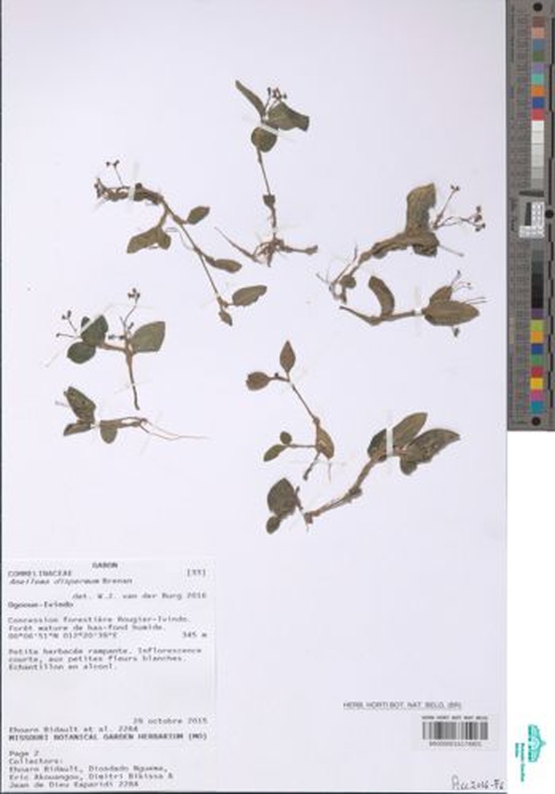 Aneilema dispermum