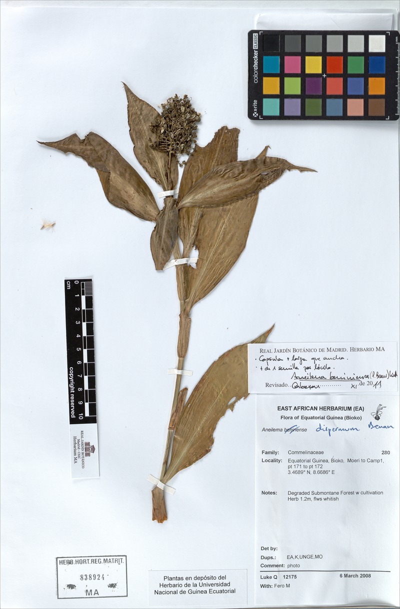 Aneilema dispermum photo 2