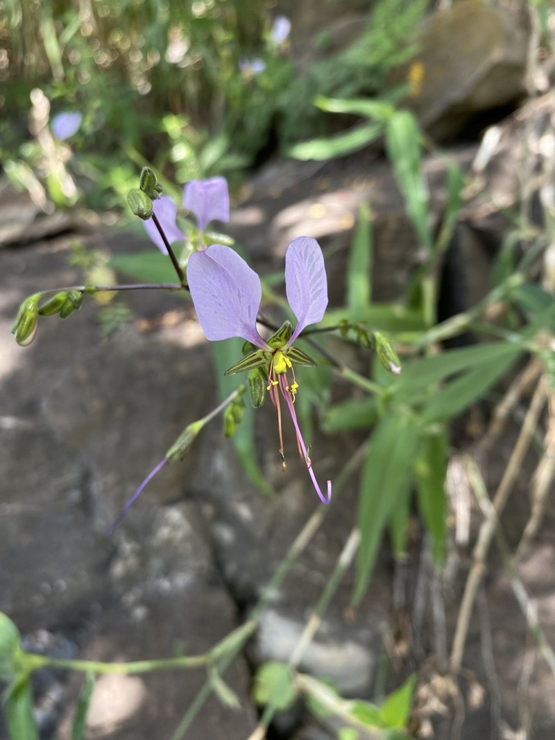 Aneilema dregeanum