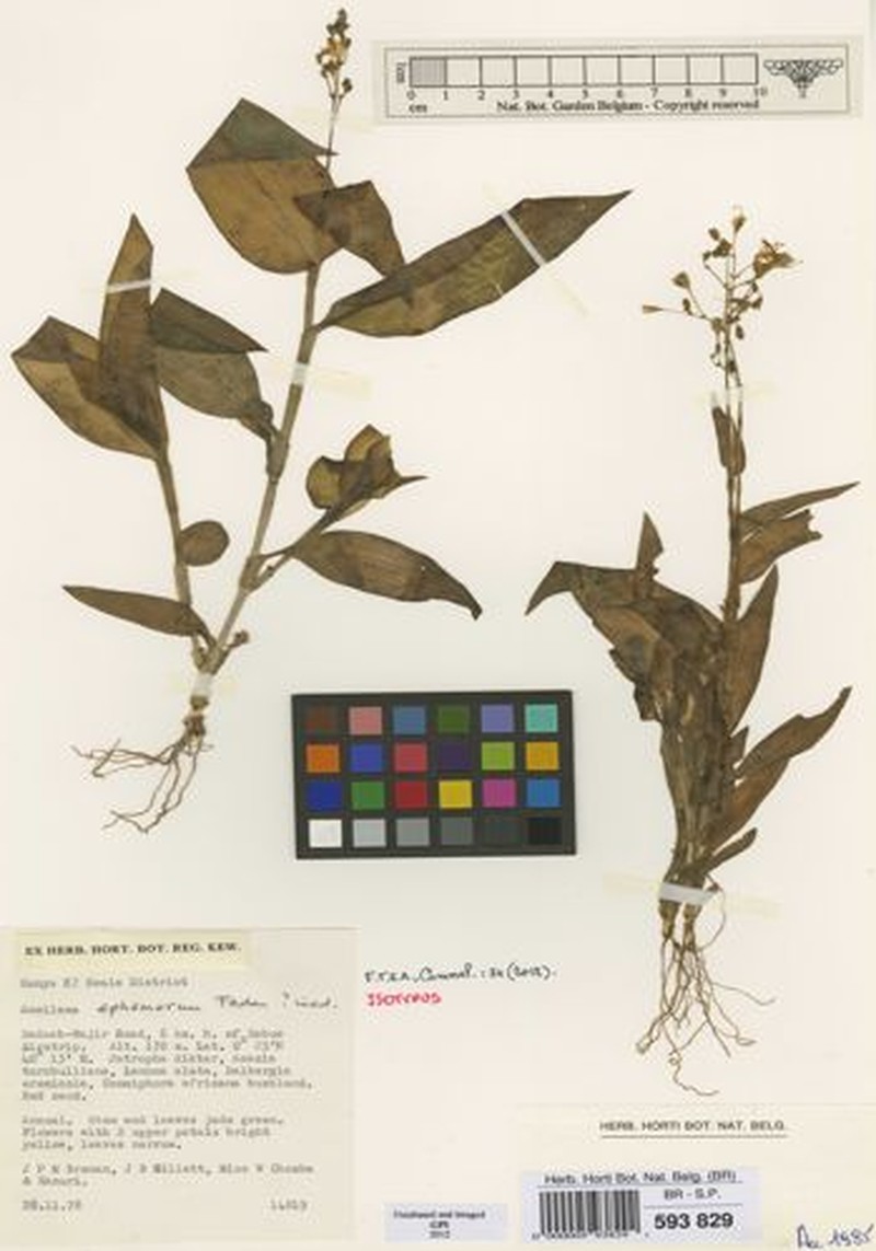 Aneilema ephemerum