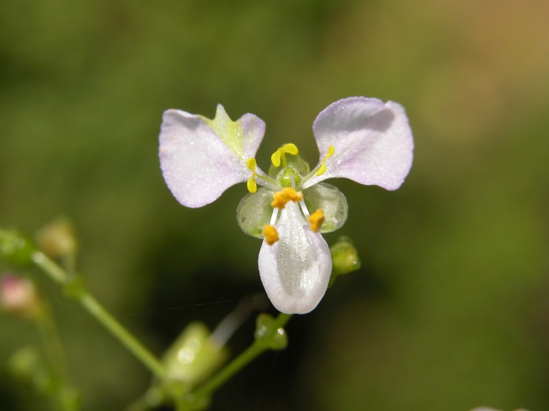 Aneilema forskaolii