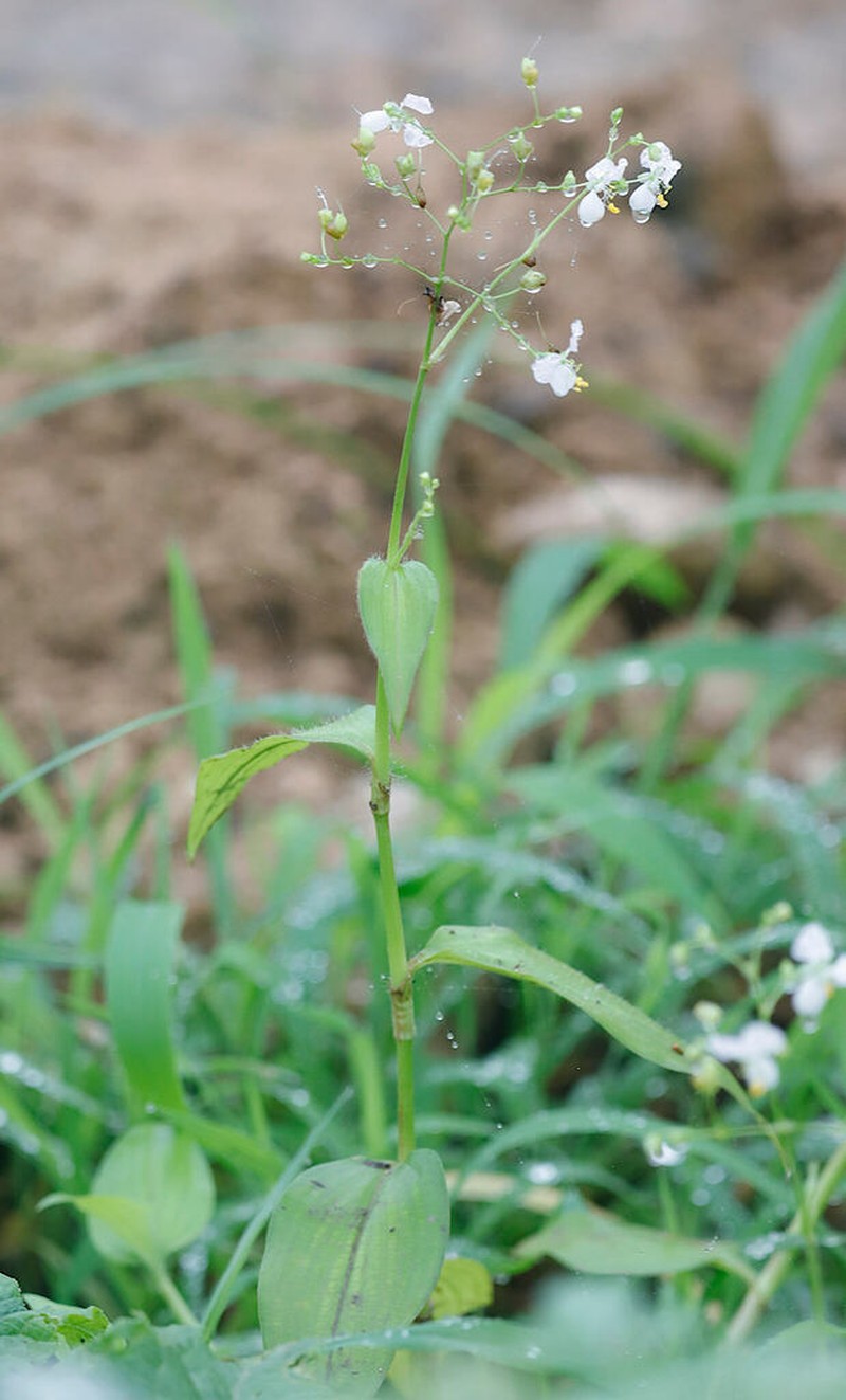 Aneilema forskaolii photo 2