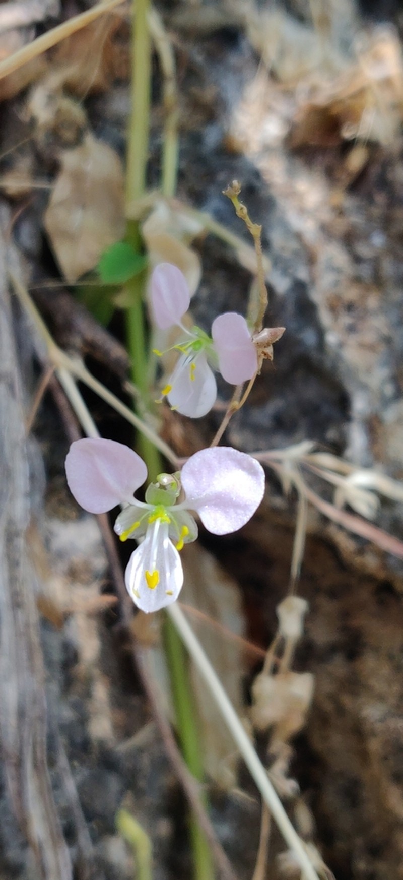 Aneilema forskaolii photo 3