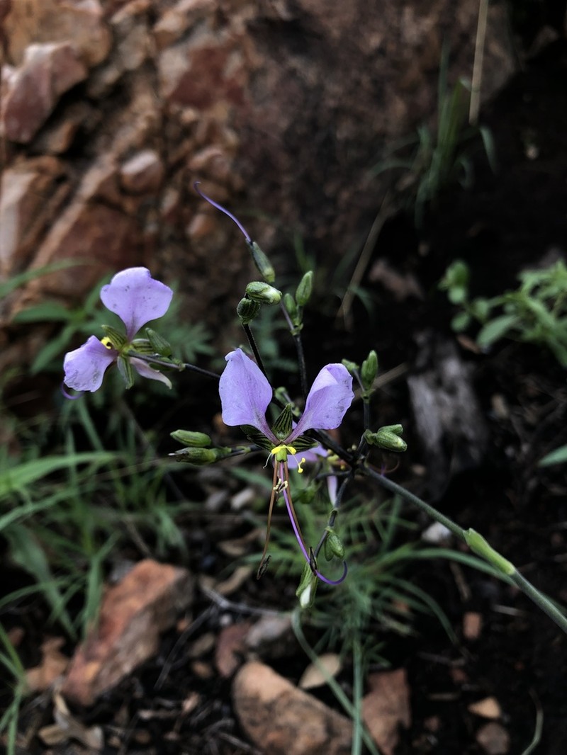 Aneilema hockii