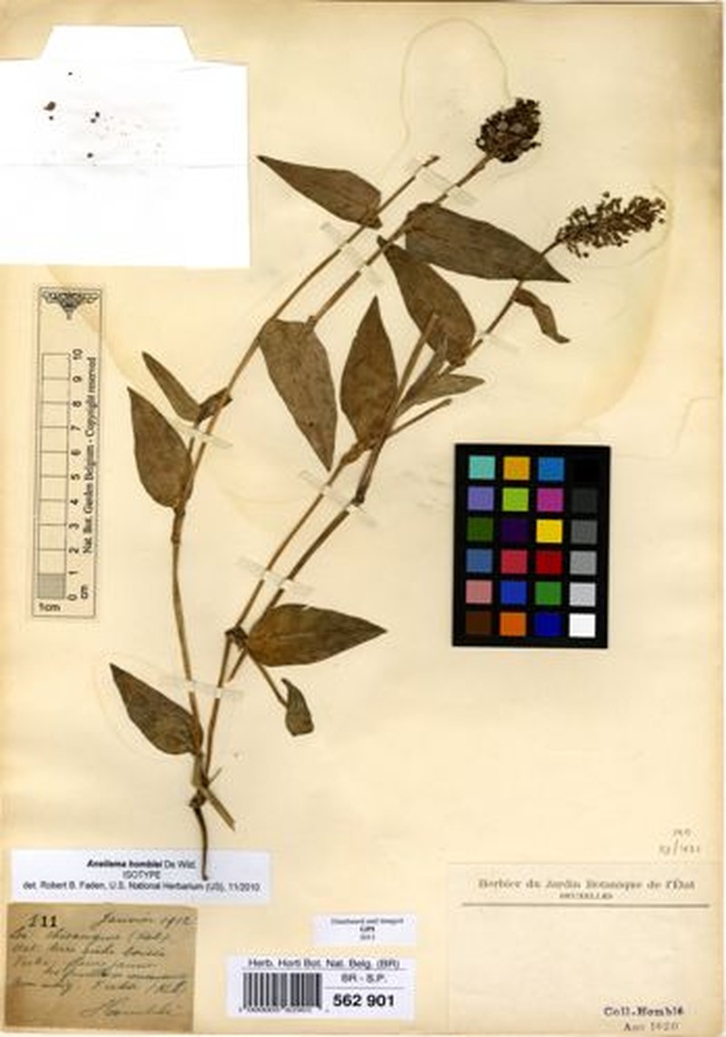 Aneilema homblei