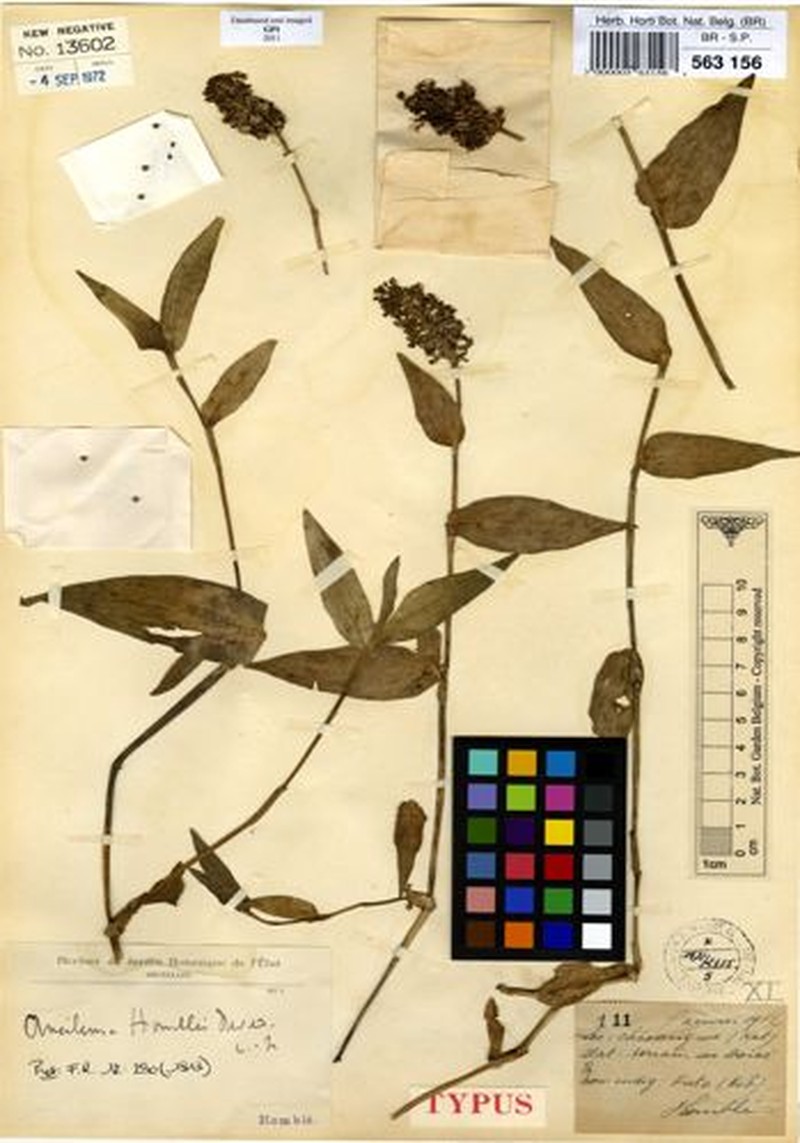 Aneilema homblei photo 2