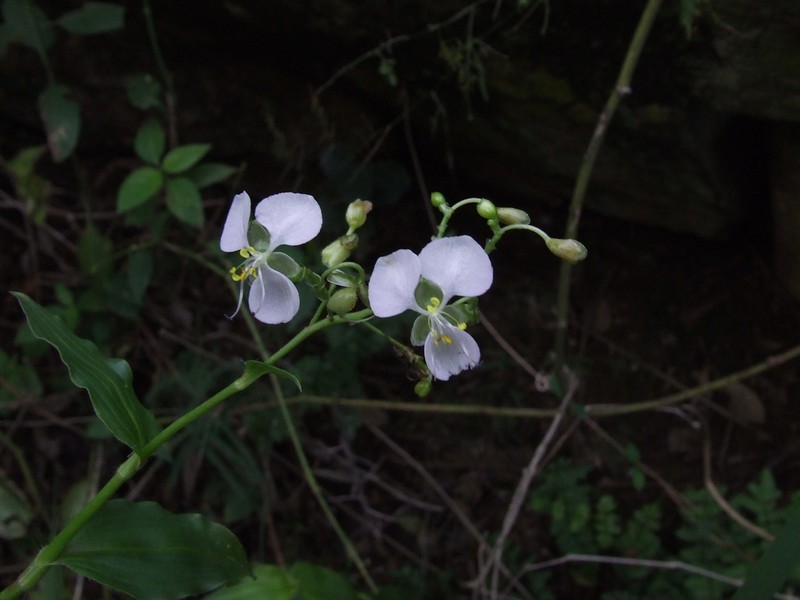 Aneilema indehiscens