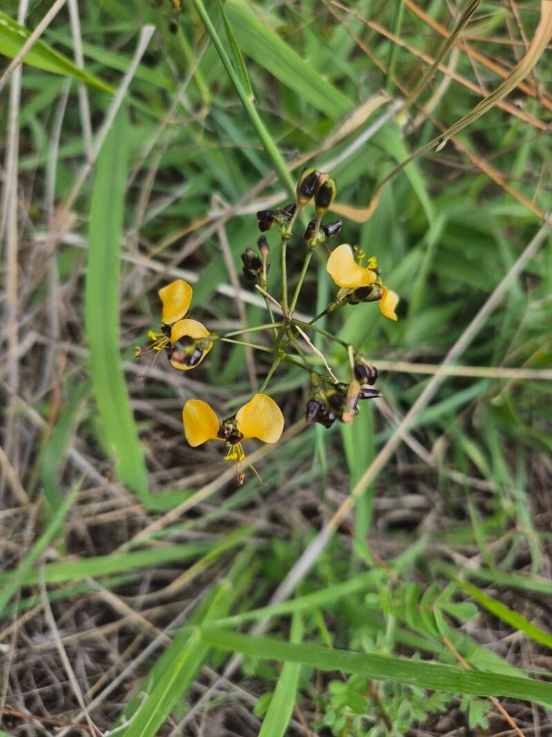 Aneilema johnstonii