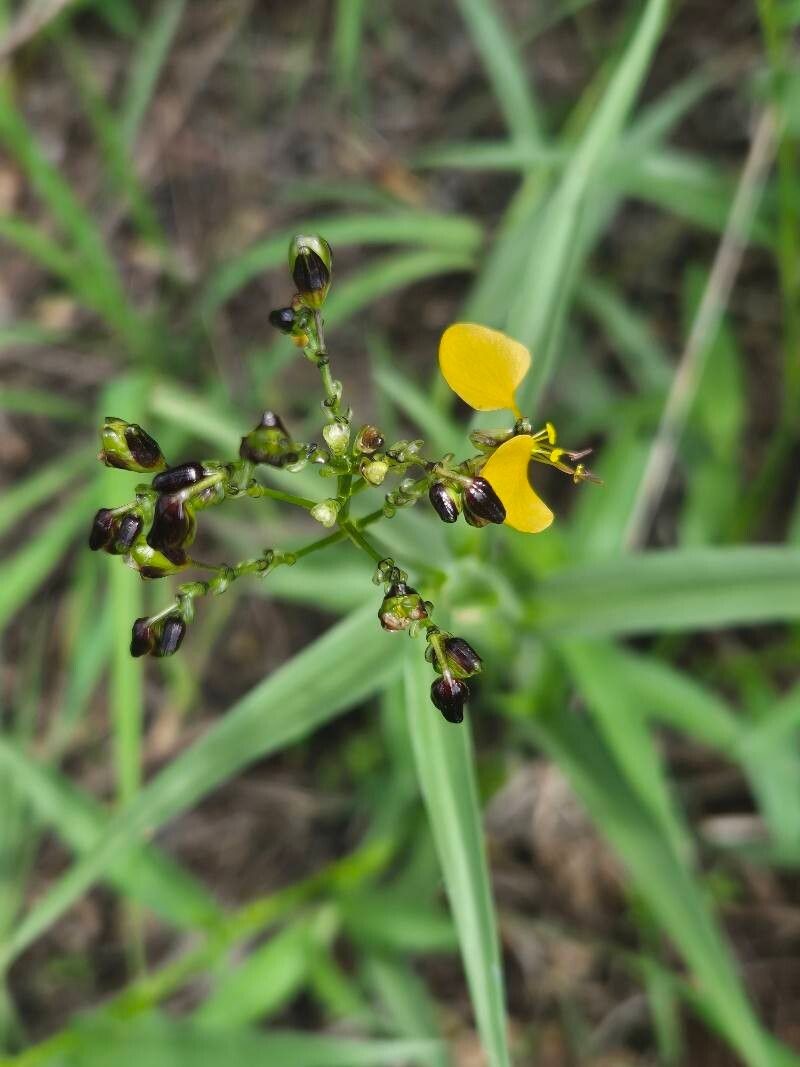 Aneilema johnstonii photo 2