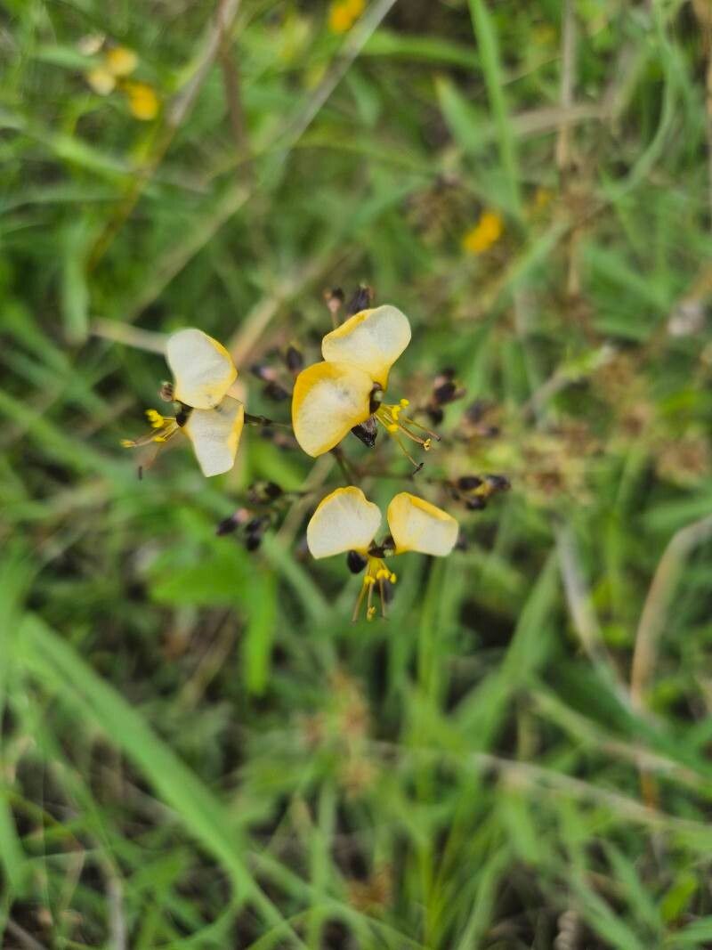 Aneilema johnstonii photo 3