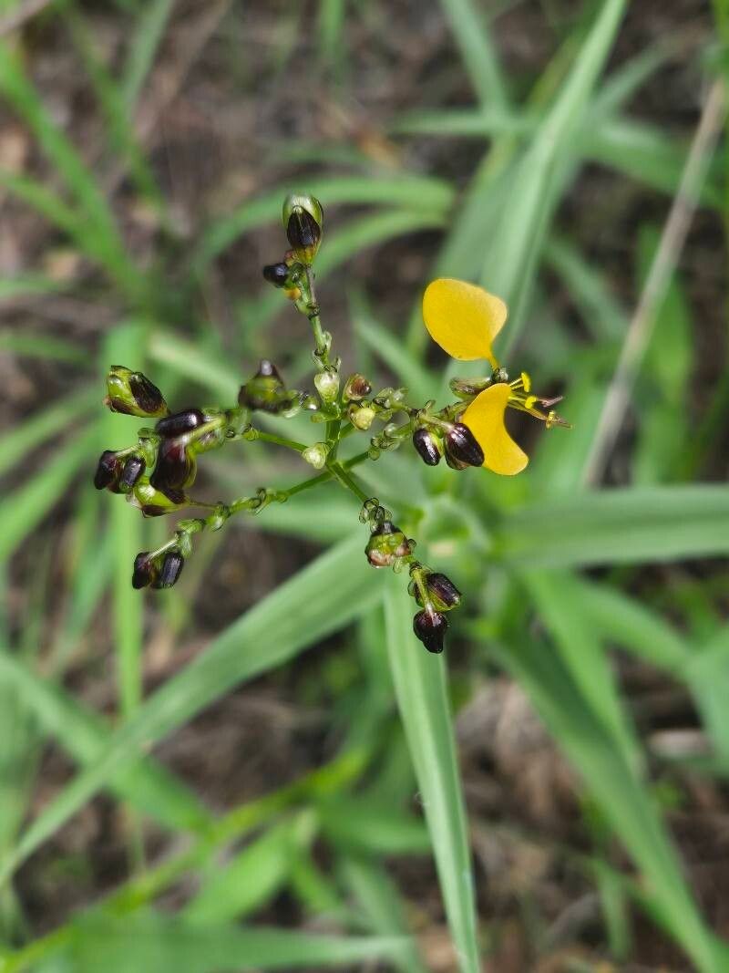 Aneilema johnstonii photo 4