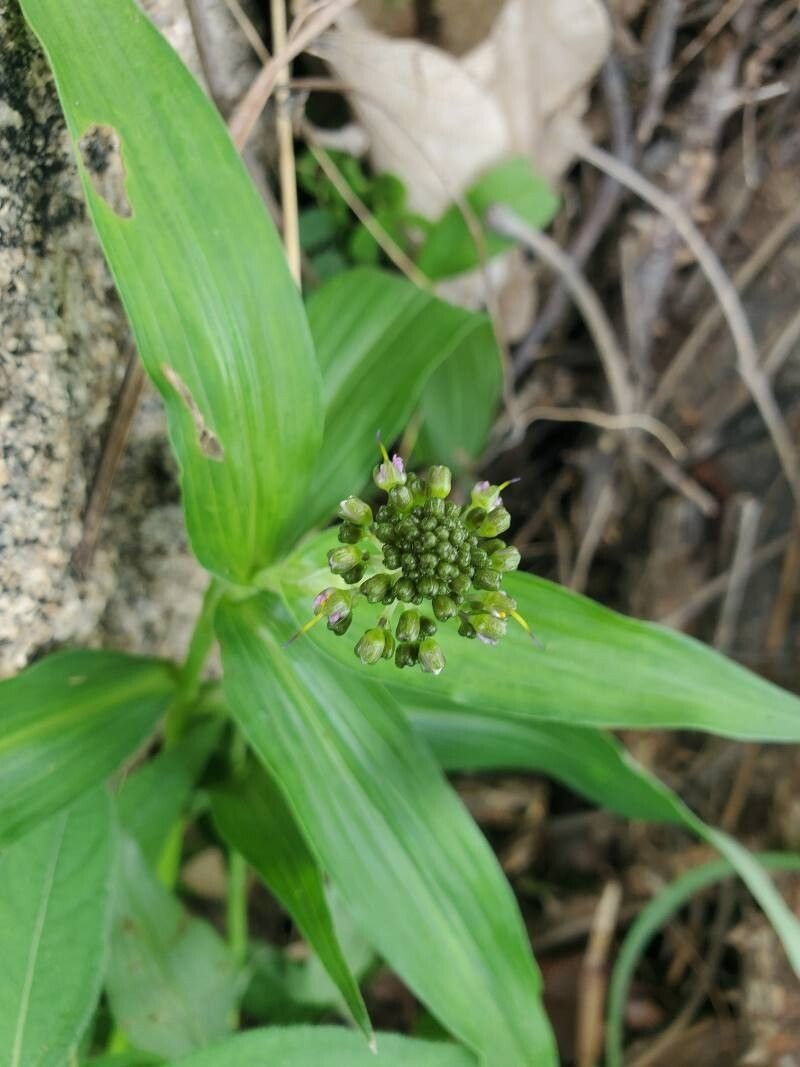 Aneilema lanceolatum