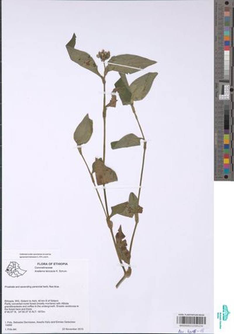 Aneilema leiocaule