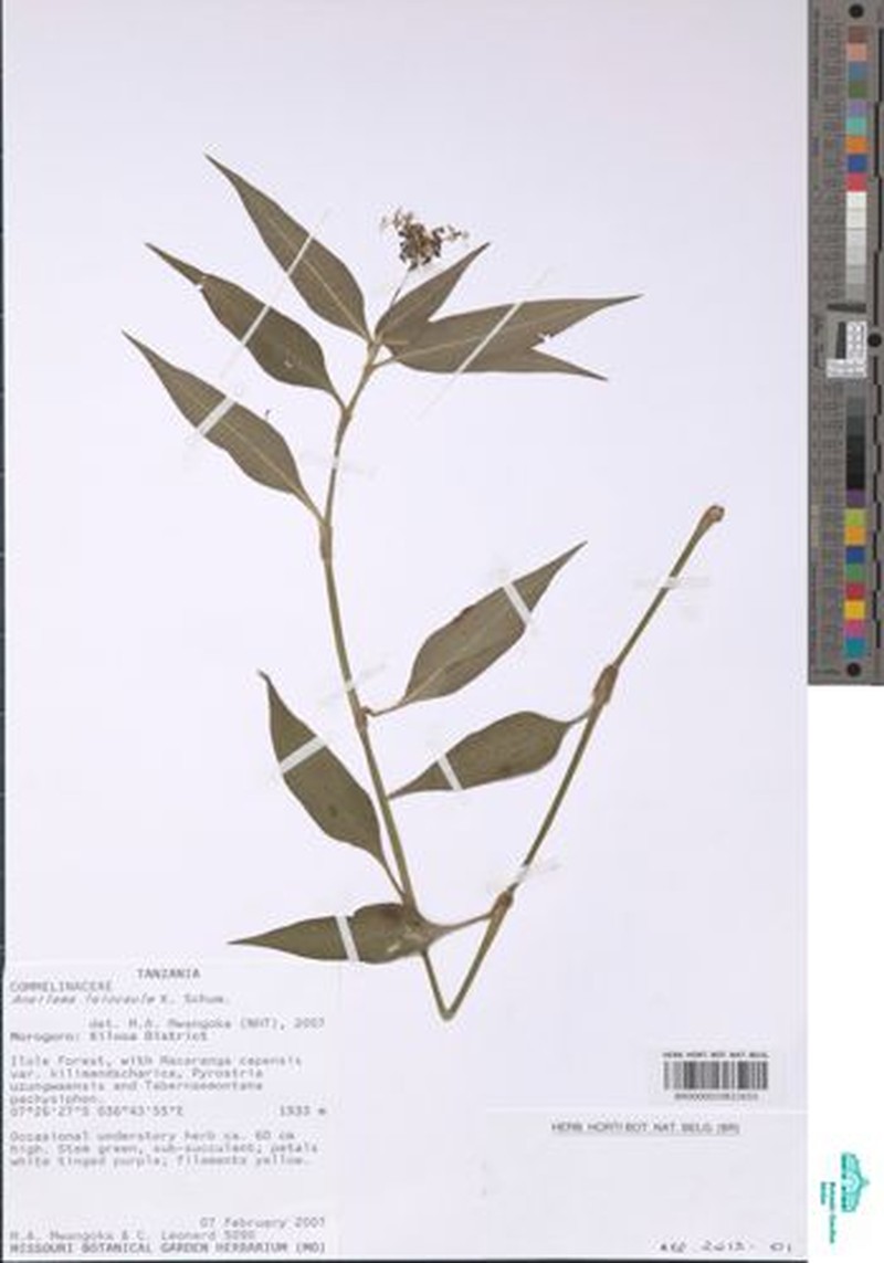 Aneilema leiocaule photo 2