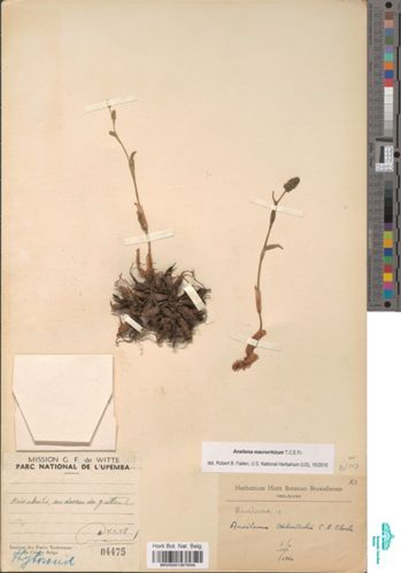 Aneilema macrorrhizum photo 2