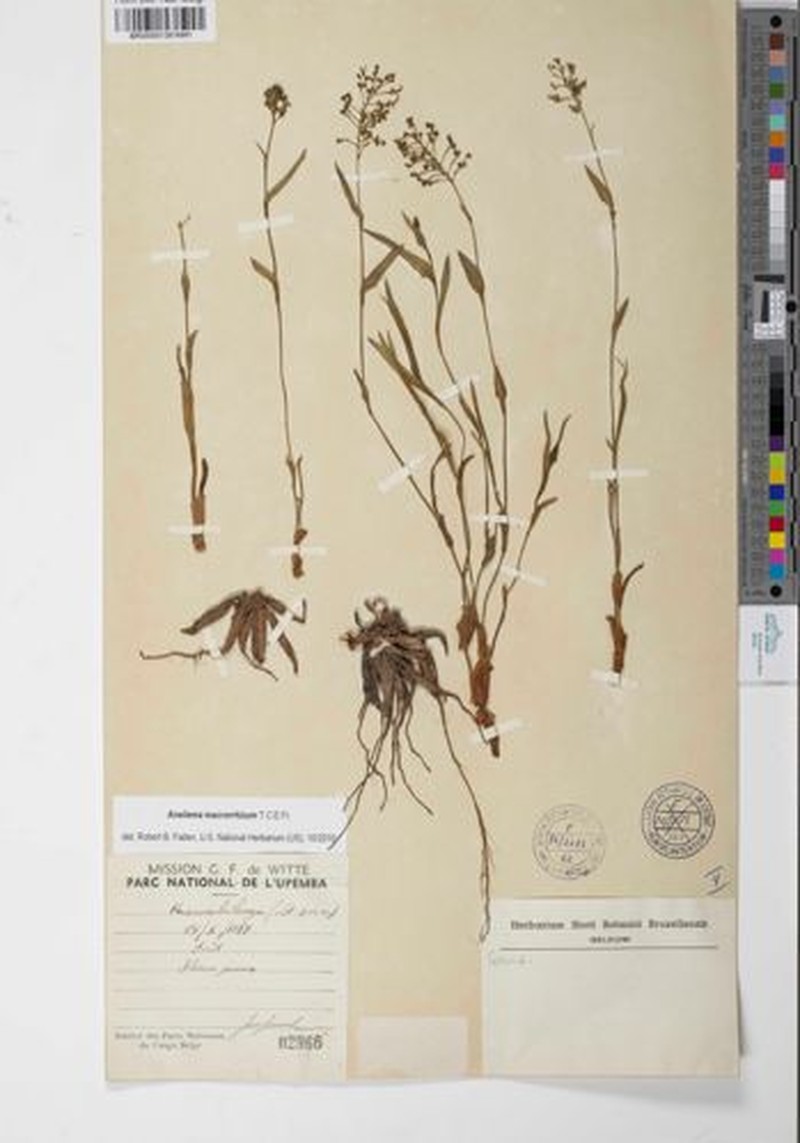 Aneilema macrorrhizum photo 3