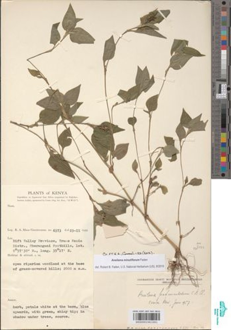Aneilema minutiflorum