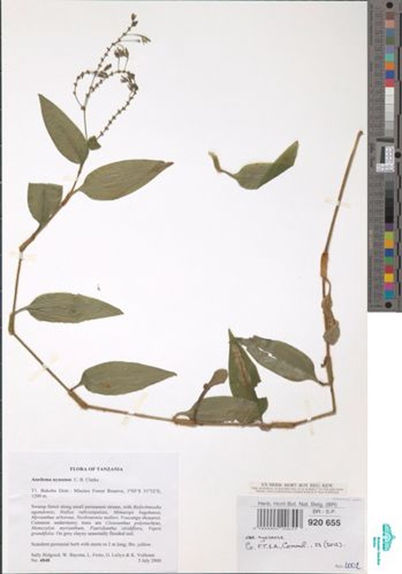 Aneilema nyasense