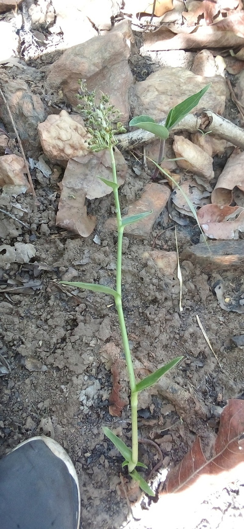 Aneilema paludosum
